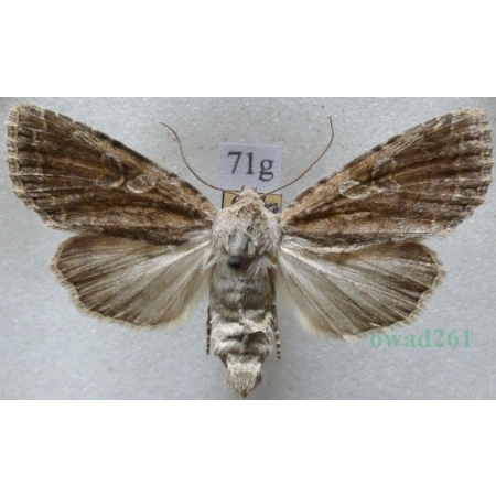 Apterogenum ypsillon (Denis & Schiffermüller, 1775) Slovakia71g